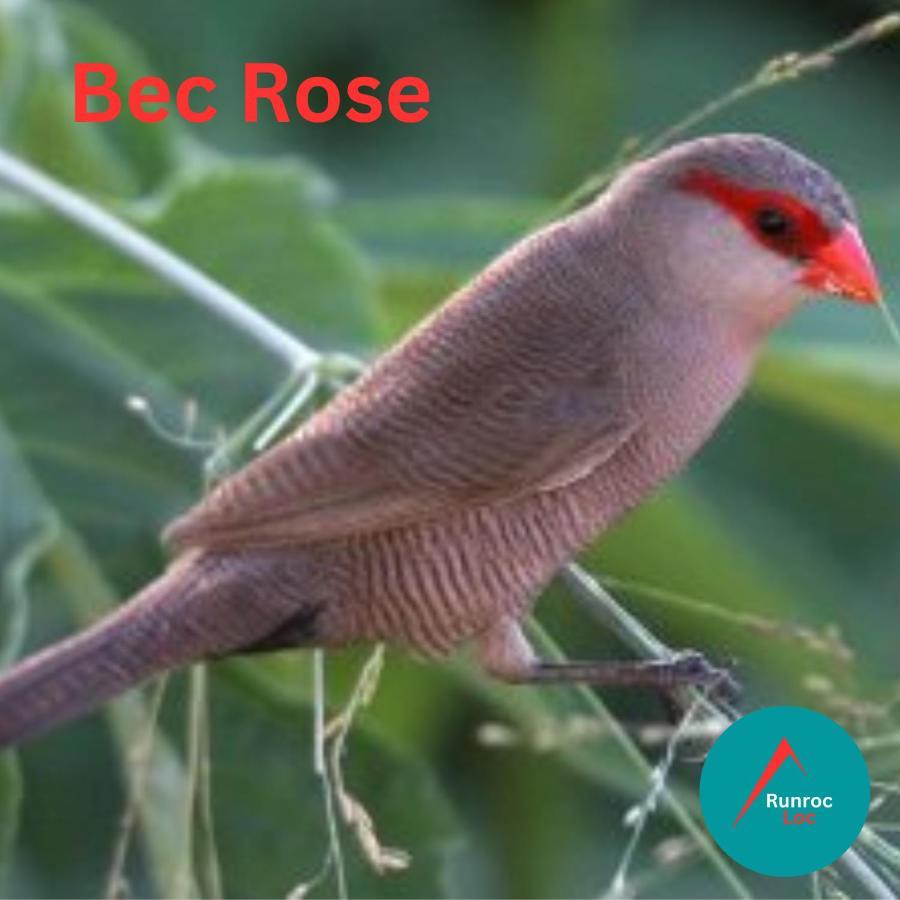 Bec Rose - Clim - Wi-Fi - Jardin Appartement Saint-Leu Buitenkant foto